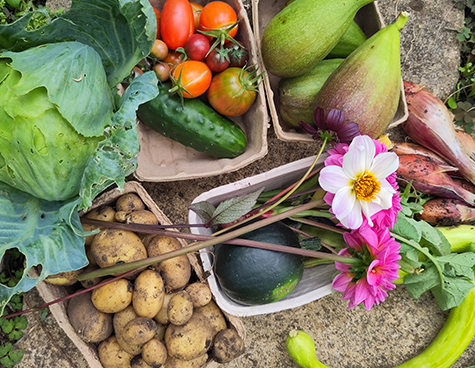 AllotmentThumbnail